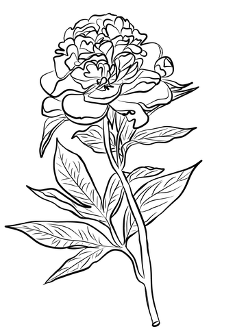 Chinese Peony Coloring Page